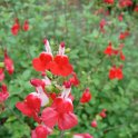 Salvia microphylla 'Hot Lips'